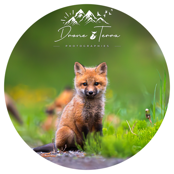 Baby Fox - Drone Terra - Coaster