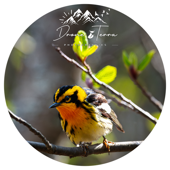 Prothonotary Warbler - Drone Terra - Coaster