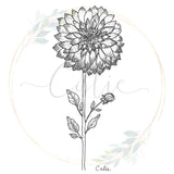 Dahlia - Impression par Calie