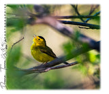 Black-capped Warbler - Drone Terra - Stainless Steel Tumbler